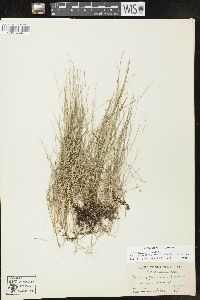 Carex gynocrates image