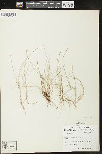 Carex gynocrates image