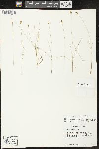 Carex gynocrates image