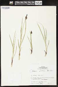 Carex hassei image