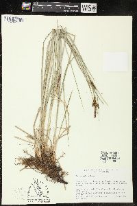 Carex haydeniana image