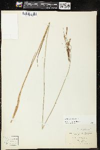 Carex haydenii image