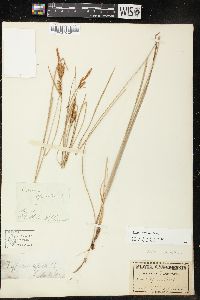 Carex haydenii image