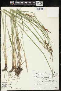 Carex haydenii image