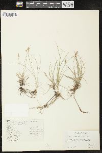 Carex inops subsp. heliophila image