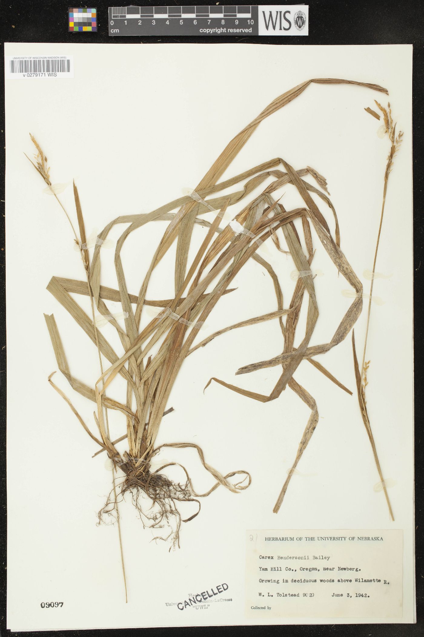 Carex hendersonii image
