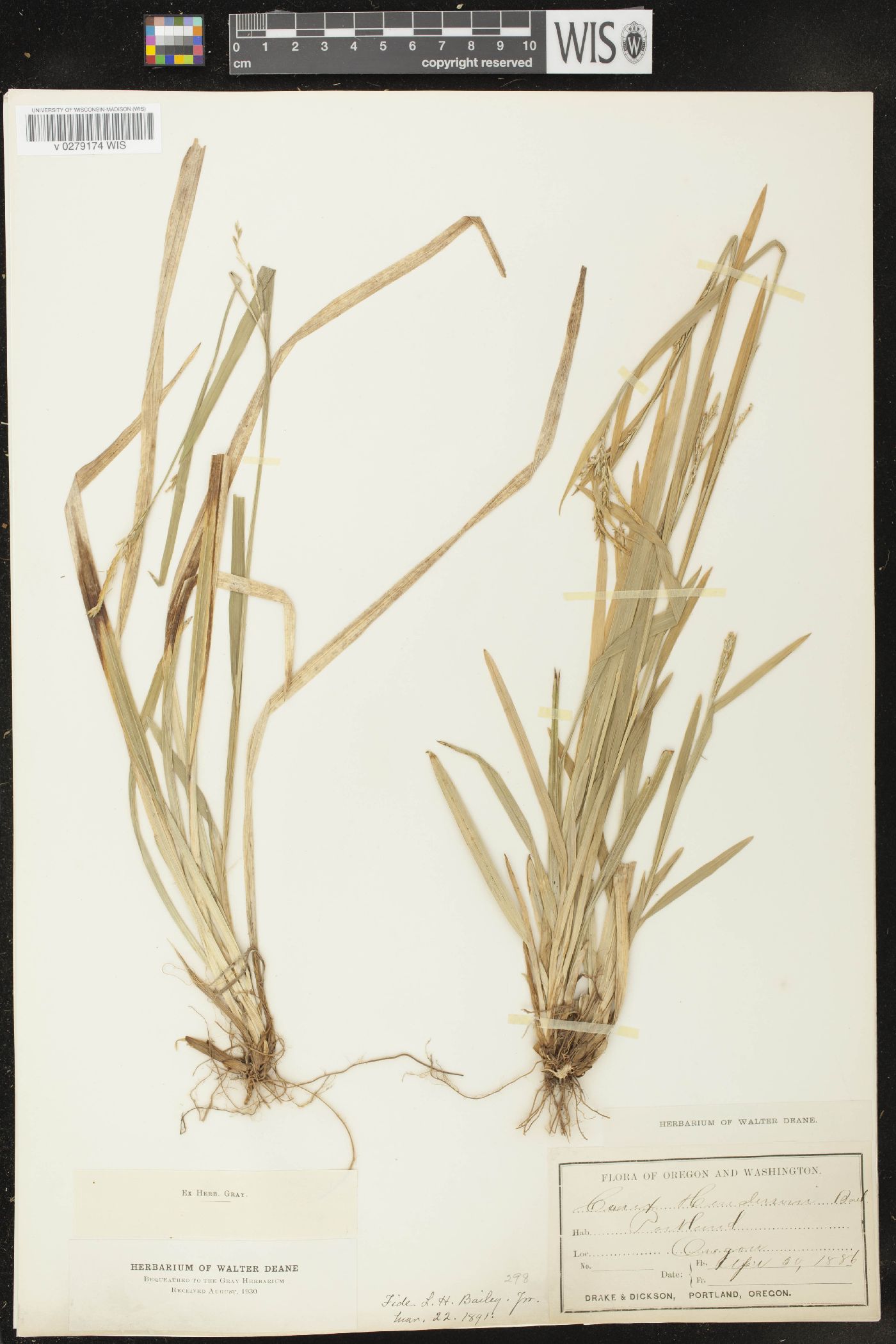 Carex hendersonii image