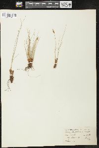 Carex hepburnii image