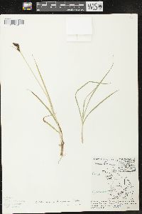 Carex heteroneura var. brevisquama image