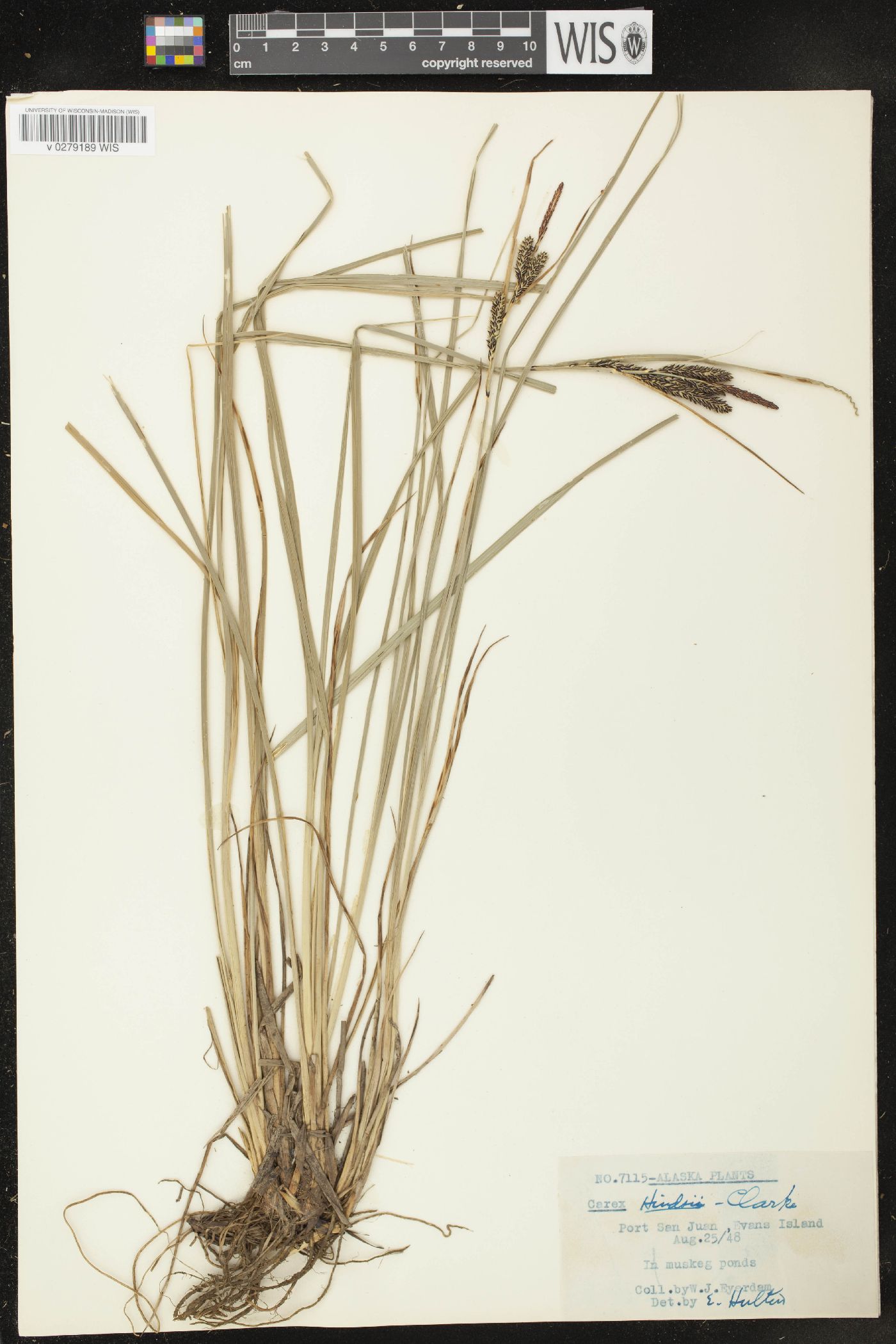 Carex lenticularis var. limnophila image