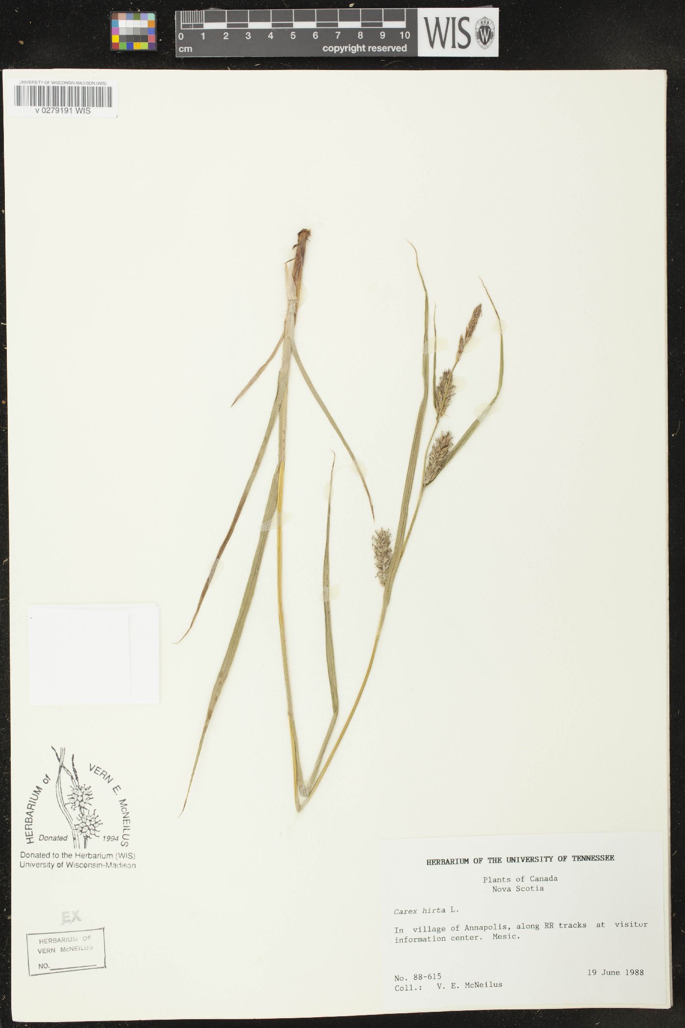 Carex hirta image
