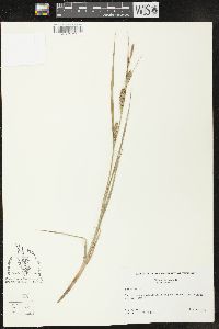 Carex hirta image