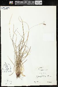 Carex hirsutella image