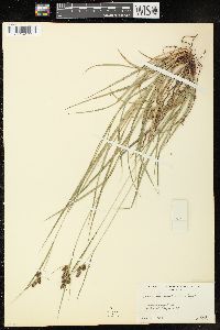 Carex hirsutella image