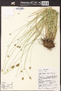 Carex hoodii image