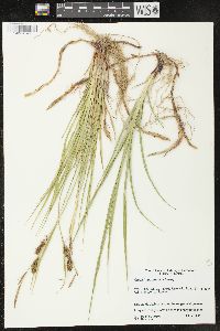 Carex houghtoniana image