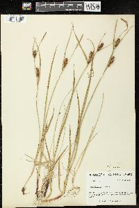 Carex houghtoniana image