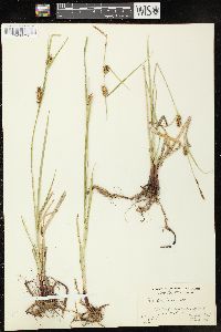 Carex houghtoniana image