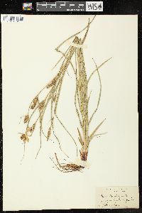 Carex houghtoniana image