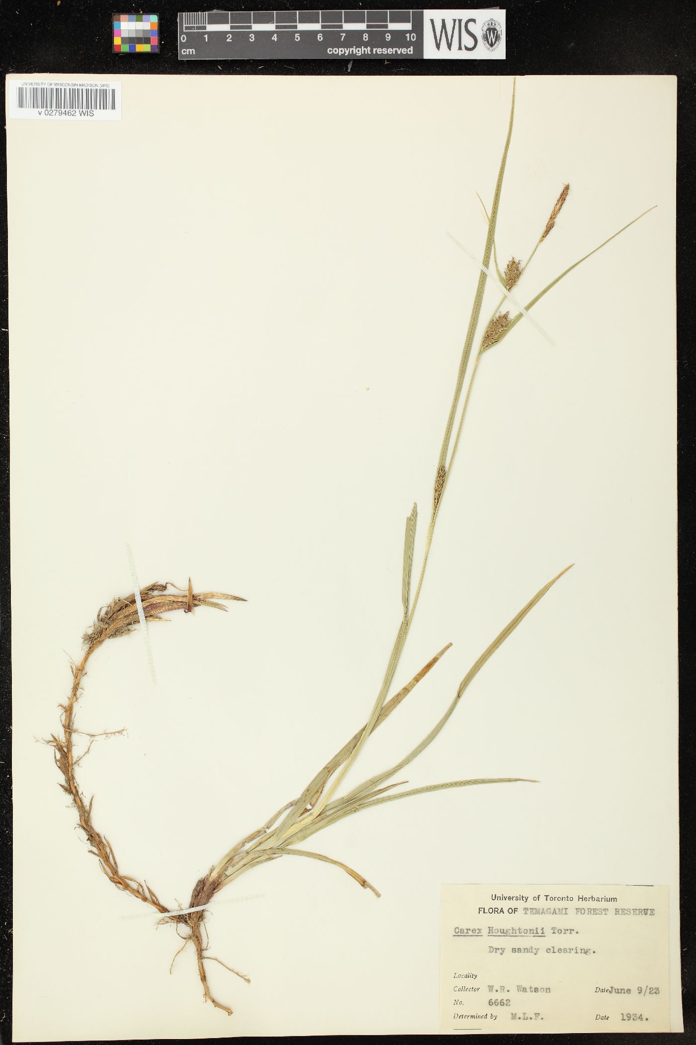 Carex houghtoniana image