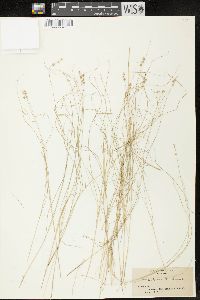 Carex atlantica subsp. capillacea image