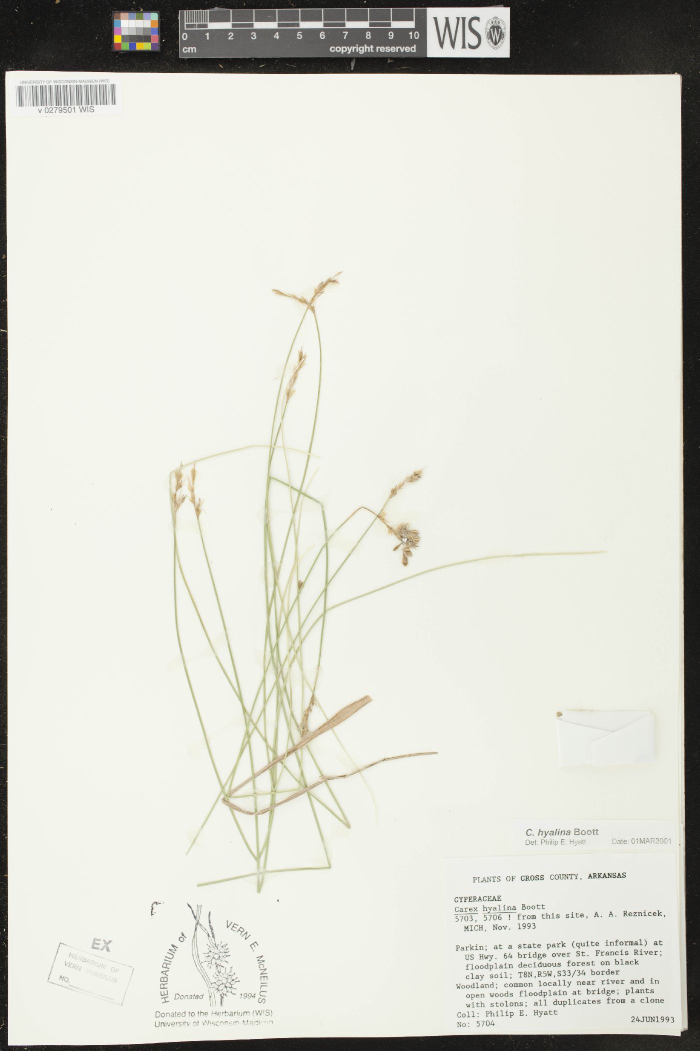 Carex hyalina image