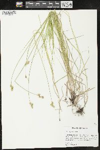 Carex hyalina image