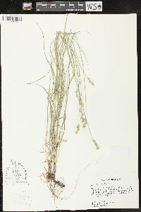 Carex hyalina image