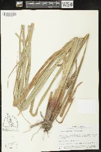 Carex hyalinolepis image