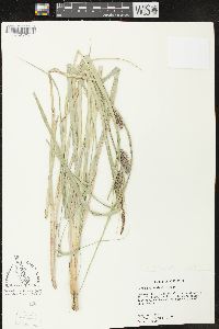 Carex hyalinolepis image