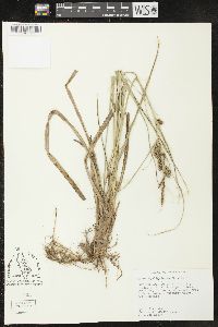 Carex hyalinolepis image