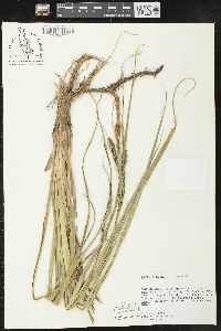 Carex hyalinolepis image