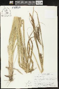 Carex hyalinolepis image