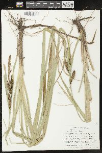 Carex hyalinolepis image