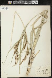 Carex hyalinolepis image