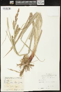 Carex hyalinolepis image