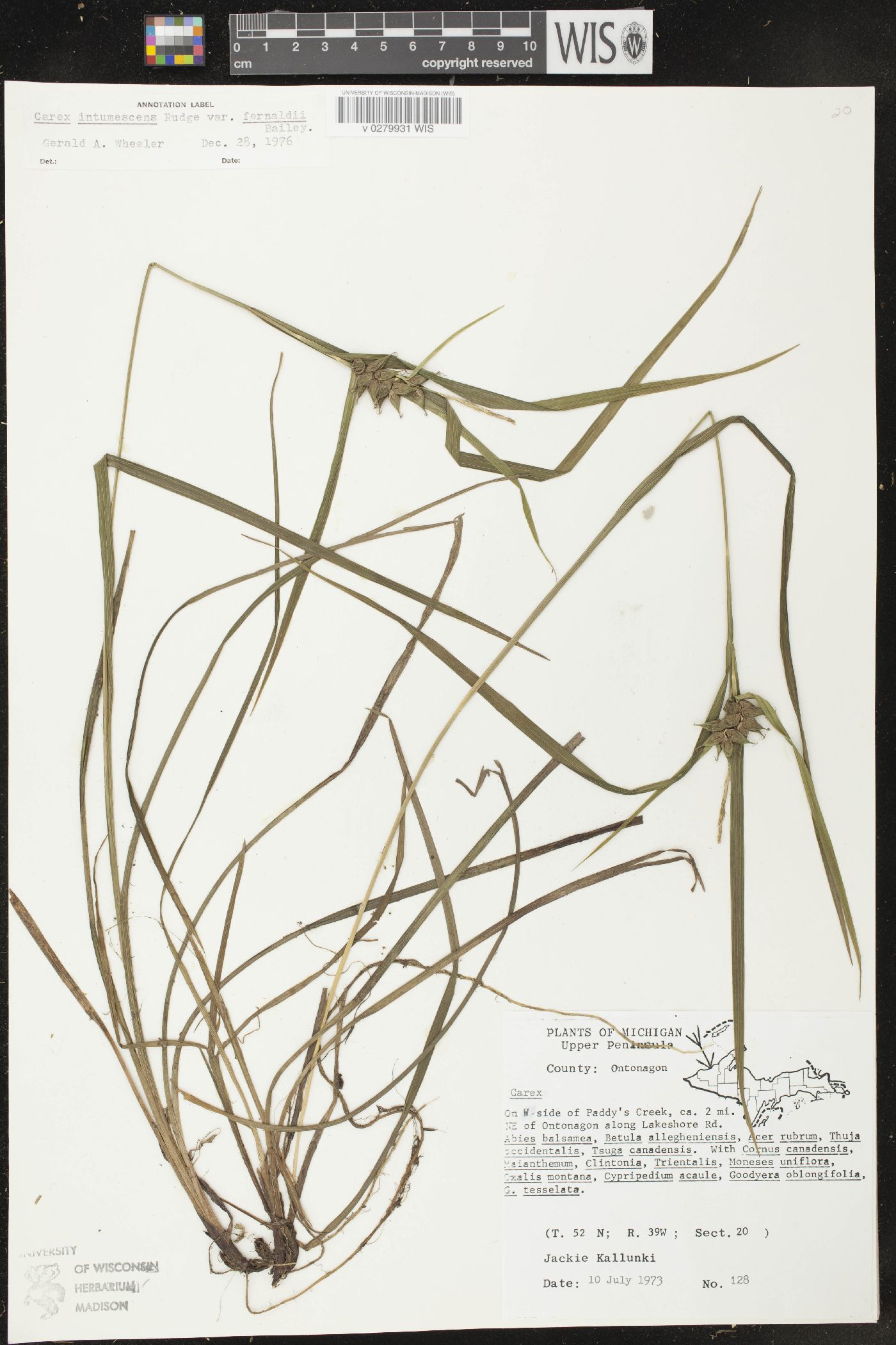 Carex intumescens var. fernaldii image