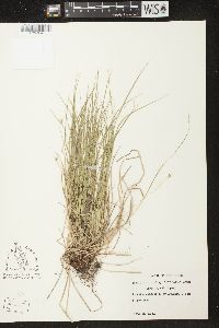 Carex jamesii image