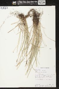 Carex jamesii image