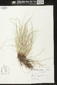 Carex jamesii image