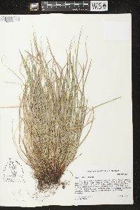 Carex jamesii image