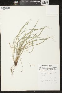 Carex jamesii image