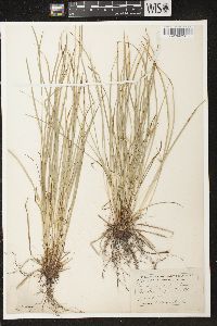 Carex jamesii image