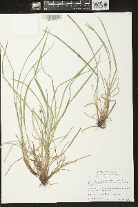 Carex jamesii image