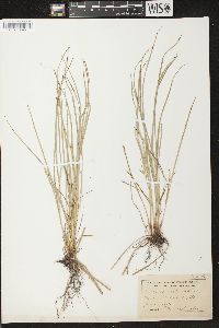 Carex jamesii image