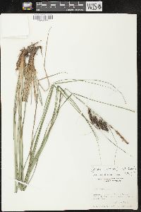 Carex joorii image