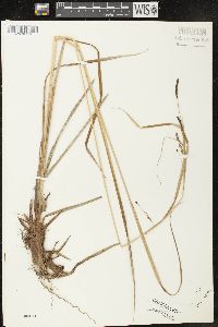 Carex kelloggii image