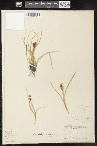 Carex kelloggii image