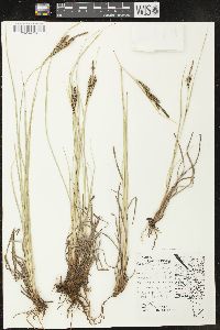 Carex kelloggii image