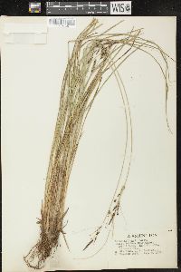 Carex kelloggii image